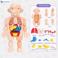 Human Body Anatomy Organs Model Toys