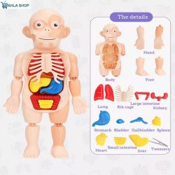 Human Body Anatomy Organs Model Toys