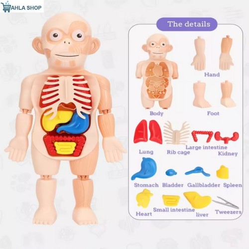 Human Body Anatomy Organs Model Toys