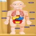 Human Body Anatomy Organs Model Toys