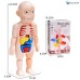 Human Body Anatomy Organs Model Toys